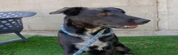 Meticcio cani in regalo:  Kora - Annuncio 4