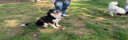 Border Collie cani in regalo: Splendida Border Collie - MILA - Annuncio 15