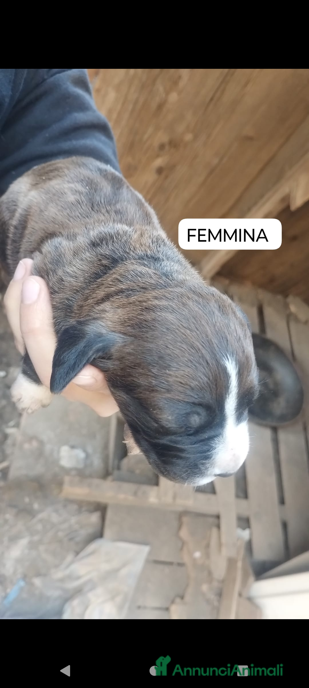 Meticcio cani in regalo: Regalo cuccioli - Annuncio 6
