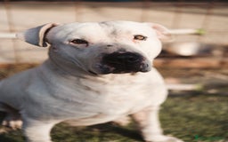 Pitbull cani in regalo: CIRO, PITBULL tanto dolce ma SOLO. a Città Metropolitana di Firenze - Immagine 3