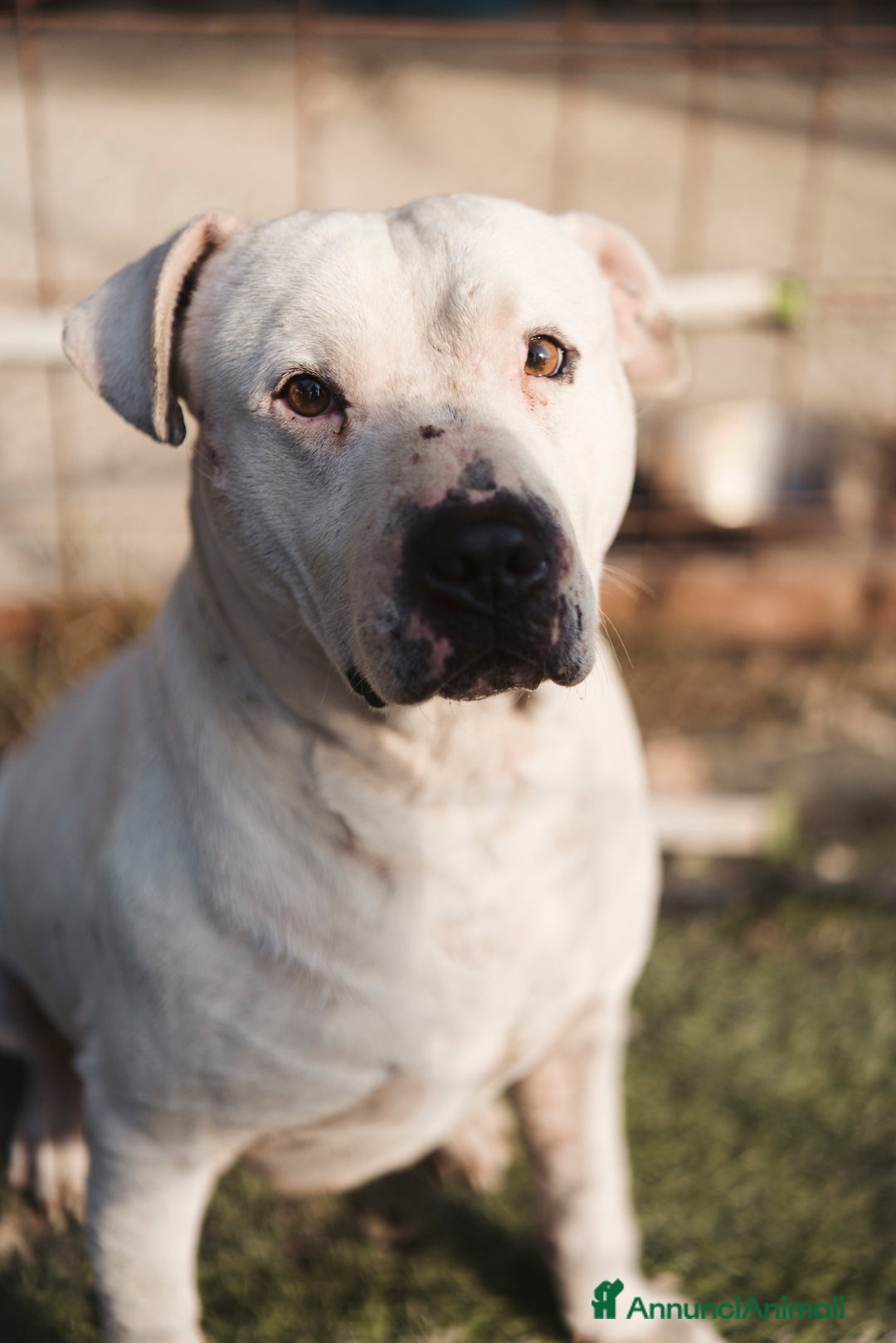 Pitbull cani in regalo: CIRO, PITBULL tanto dolce ma SOLO. a Città Metropolitana di Firenze - Immagine 3