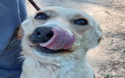 Labrador cani in regalo: Biden, dolcissimo cucciolone simil labrador a Provincia di Latina - Immagine 5