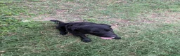 Labrador cani in vendita: labrador maschio REGALO - Annuncio 5