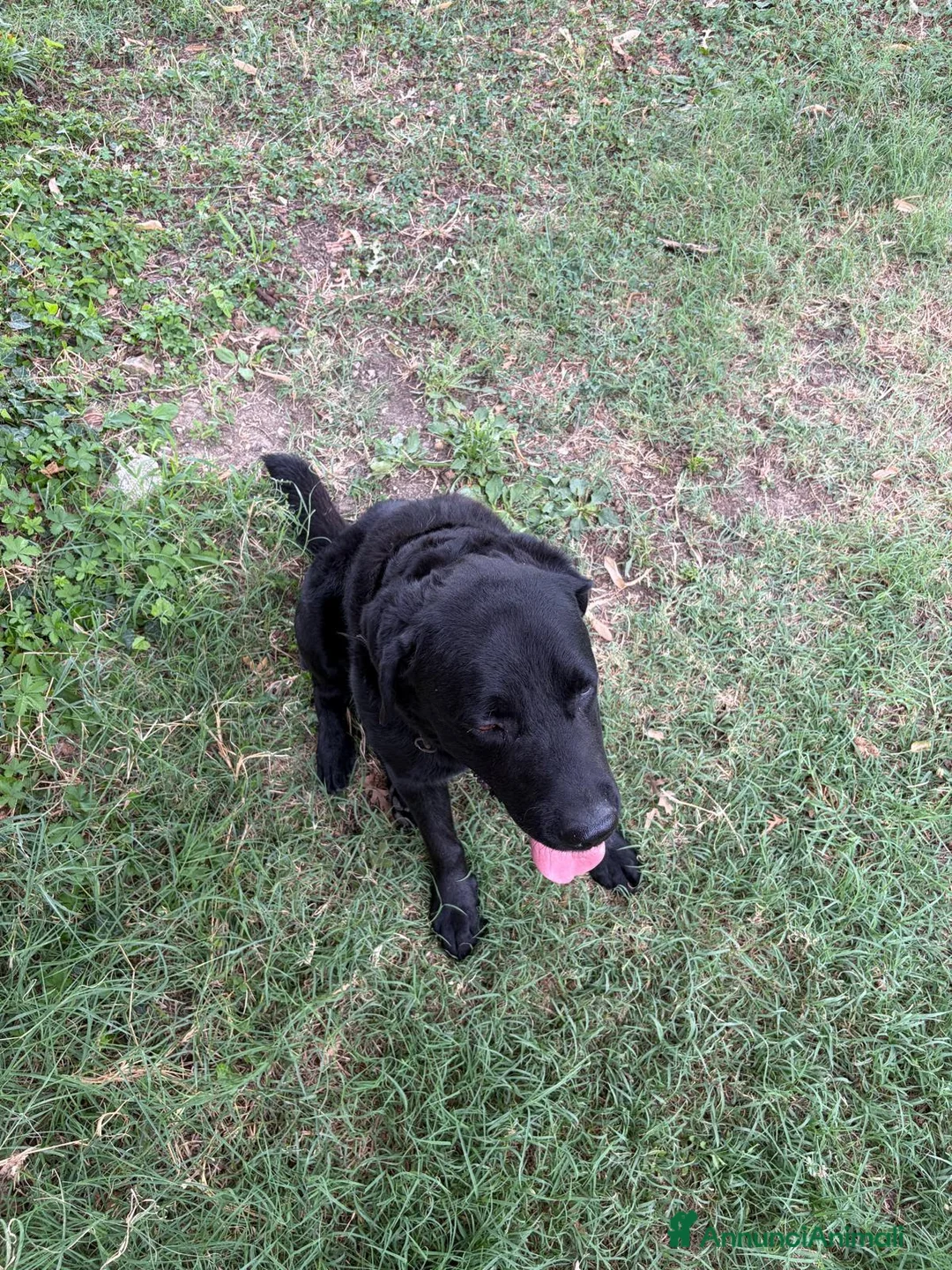 Labrador cani in vendita: labrador maschio REGALO - Annuncio 5
