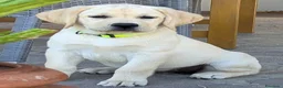 Labrador cani in vendita: Cucciole Labrador miele a Provincia di Ancona - Annuncio 5