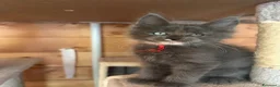 Maine Coon gatti in vendita: Maine coon Blue - Annuncio 2