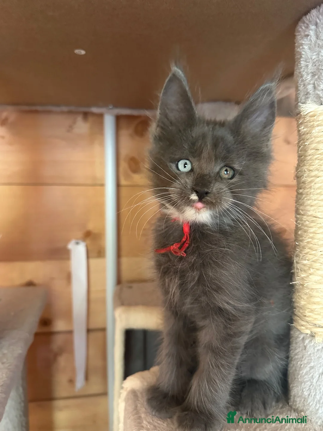 Maine Coon gatti in vendita: Maine coon Blue - Annuncio 2