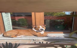 American Staffordshire cani in vendita: AMSTAFF DISPONIBILI  a Provincia del Sud Sardegna - Immagine 13