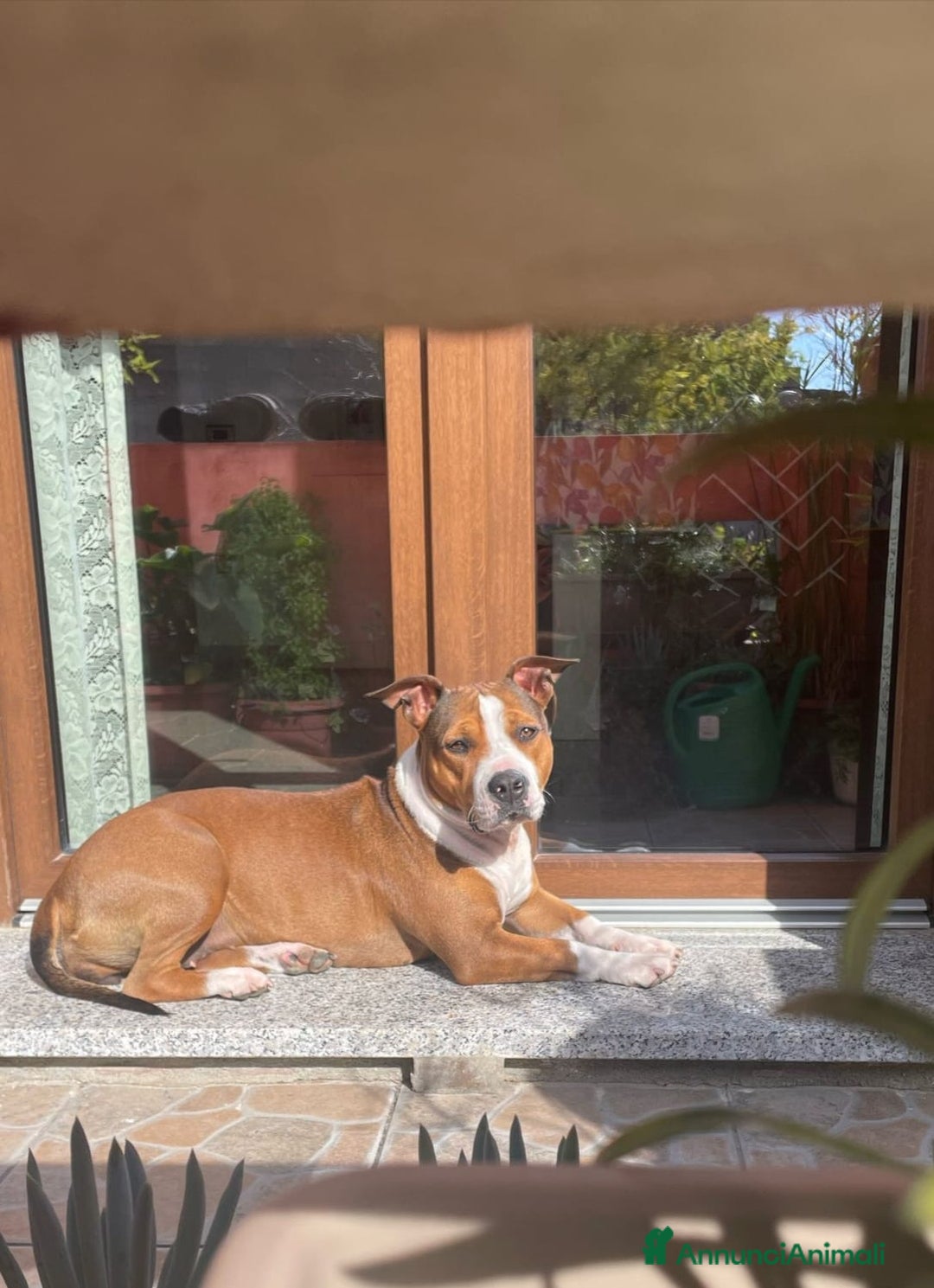 American Staffordshire cani in vendita: AMSTAFF DISPONIBILI  a Provincia del Sud Sardegna - Immagine 13