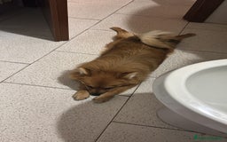 Volpino Pomerania cani in vendita: !URGENTE! vendo cucciola spitz pomerania - Annuncio 4