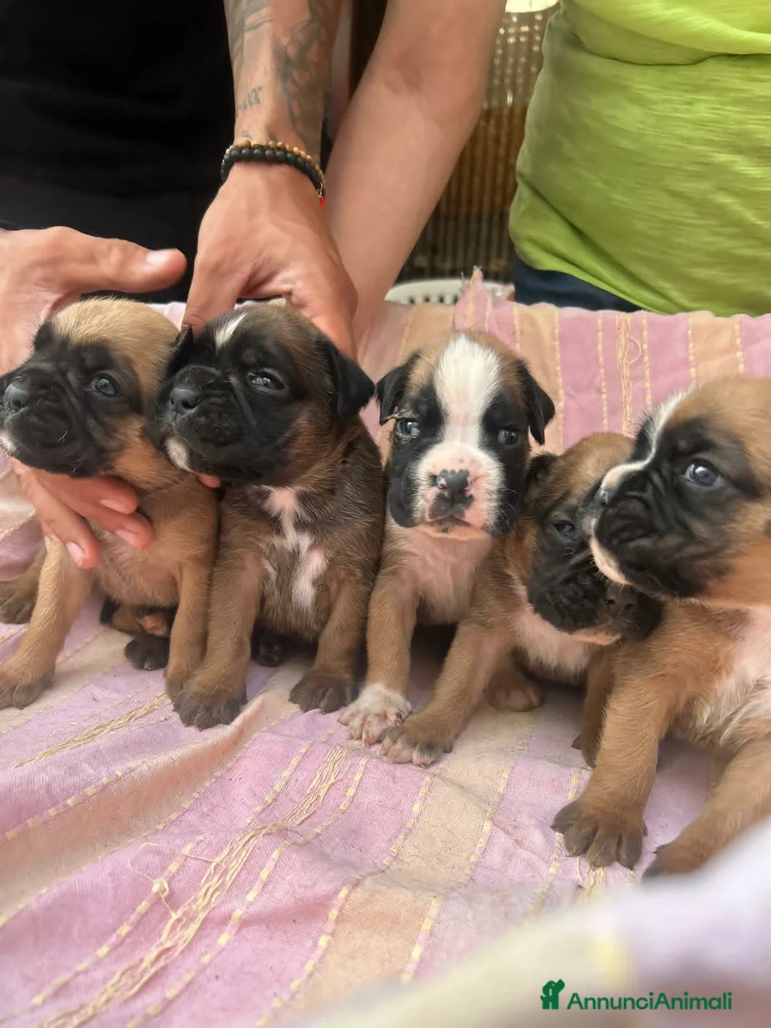 Boxer cani in vendita: Cuccioli boxer a Libero consorzio comunale di Siracusa - Annuncio 5