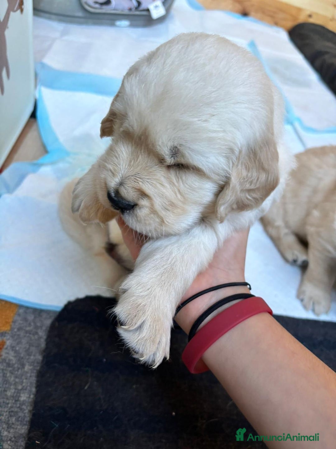 Golden Retriever cani in vendita: Ultimo maschietto di golden retriver disponibile - Annuncio 3