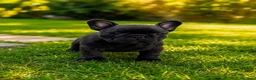 Bulldog Francese cani in vendita: BELLISSIMO CUCCIOLO DI BOULEDOGUE FRANCESE! a Provincia di Brescia - Annuncio 3