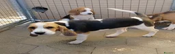 Beagle cani in regalo: Cuccioli di beagle taglia piccola - Annuncio 3