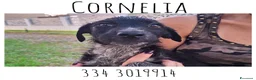 Meticcio cani in regalo: CORNELIA 🩷 pronta a riempirti di allegria a Provincia di Cuneo - Annuncio 1