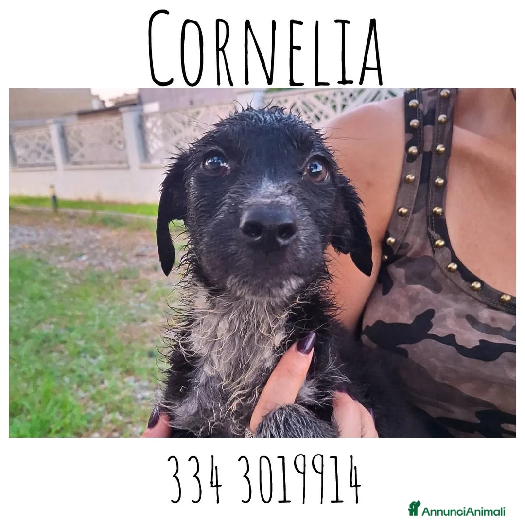 Meticcio cani in regalo: CORNELIA 🩷 pronta a riempirti di allegria a Provincia di Cuneo - Annuncio 1