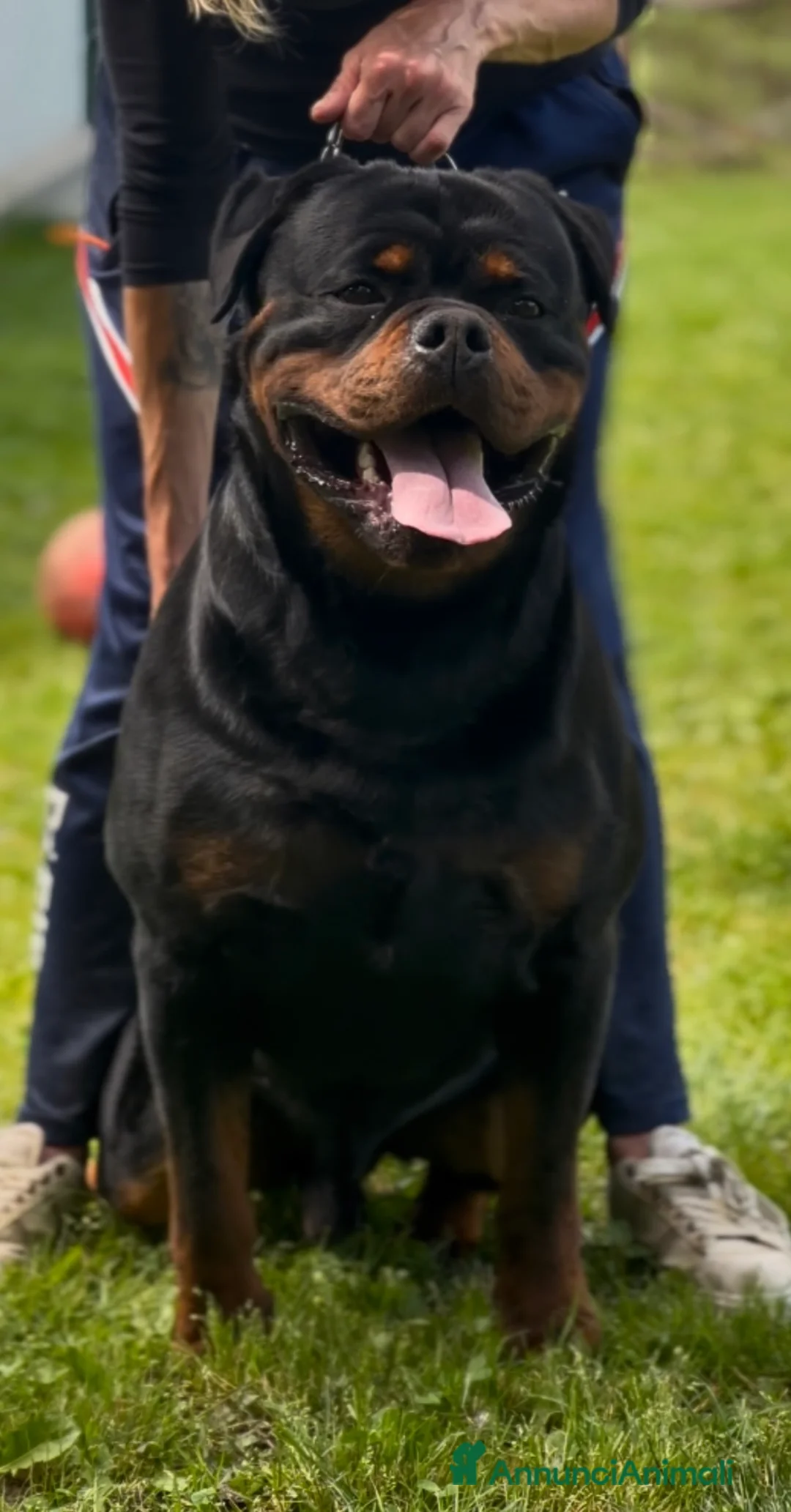 Rottweiler cani in vendita: Cucciola di rottweiler - Annuncio 6