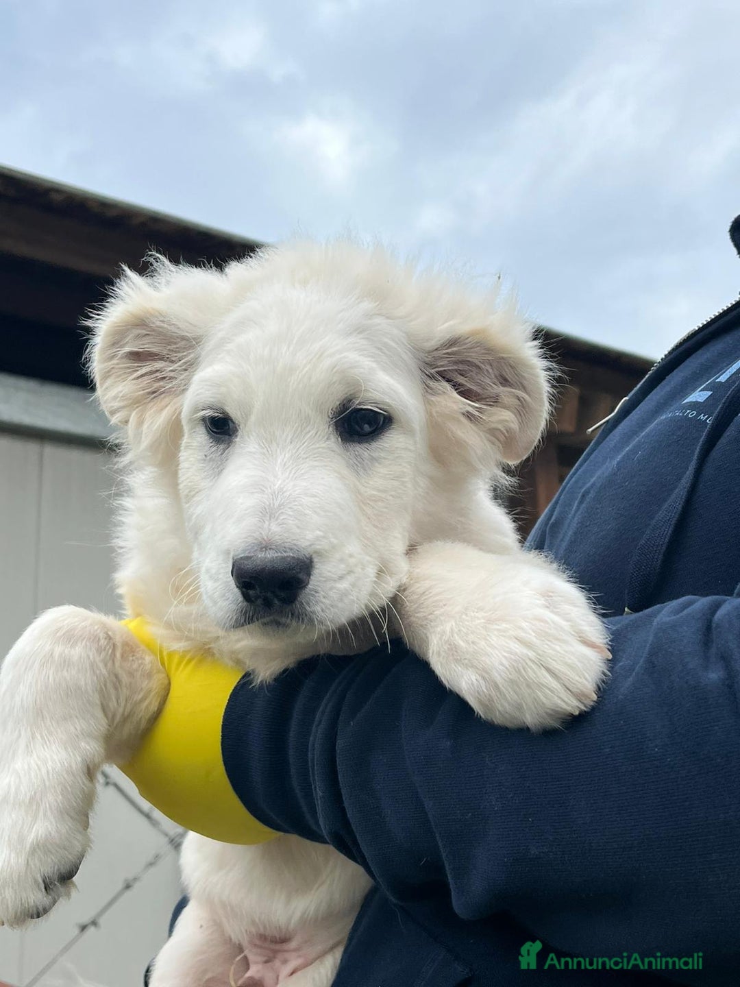 Meticcio cani in regalo: Cucciolo meticcio 3 mesi - Annuncio 2