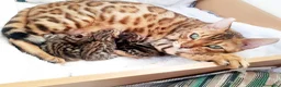 Bengala gatti in vendita: Bengala sconto 30% sul 2° cucciolo,con pedigree - Annuncio 4