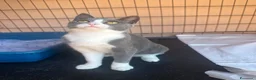 Europeo gatti in regalo: Mia dolcissima micina bianca e grigia  - Annuncio 3