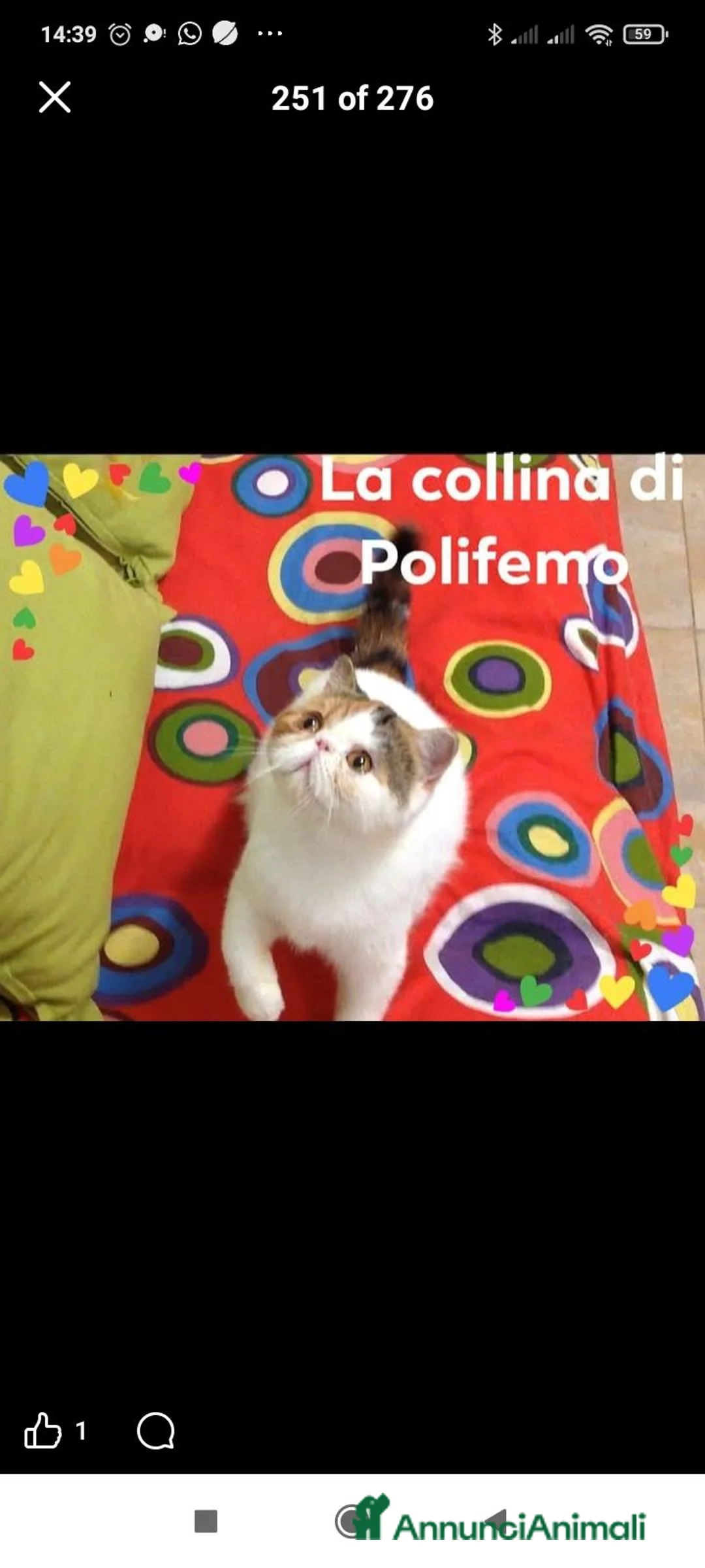 Exotic Shorthair gatti in vendita: exotic short hair bianco - Annuncio 3