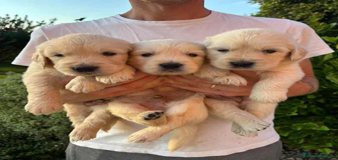 Immagine della galleria {{count}}