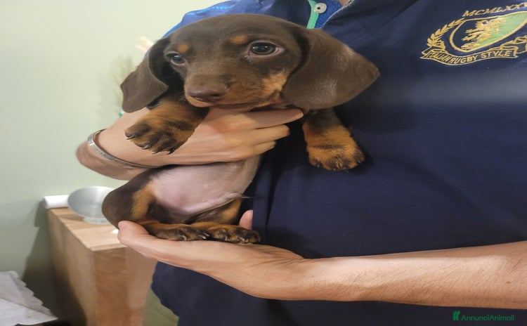 Bassotto cani a Città metropolitana di Roma Capitale - Annuncio 6