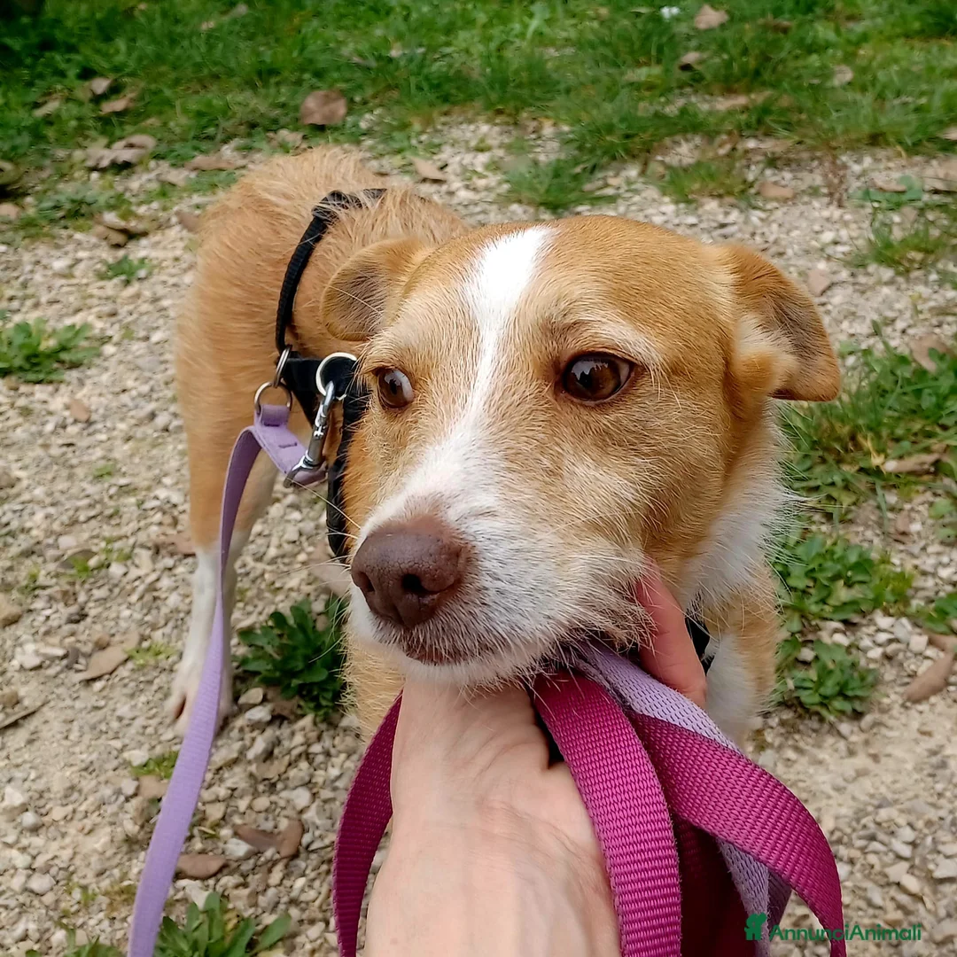 Meticcio cani in regalo: CLIP UN CANE VERAMENTE SFORTUNATO, IN ADOZIONE - Annuncio 2