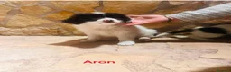 Meticcio cani in regalo: Cuccioli di taglia media piccola  - Annuncio 1