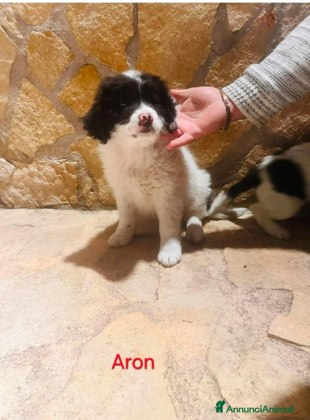 Meticcio cani in regalo: Cuccioli di taglia media piccola  - Annuncio 1