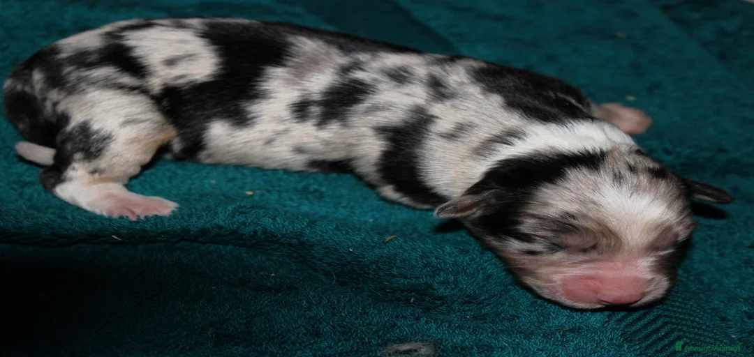 Immagine della galleria {{count}}