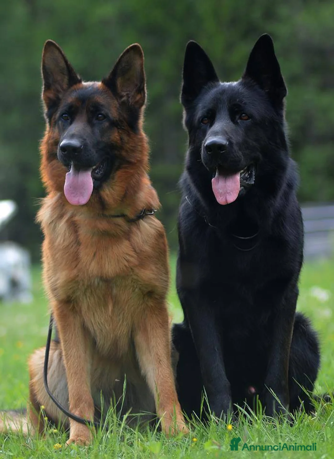 Pastore Tedesco cani in vendita: Cuccioli di pastore tedesco per veri appassionati - Annuncio 1