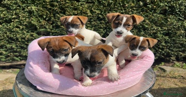 Jack Russell cani a Provincia di Lodi - Annuncio 11