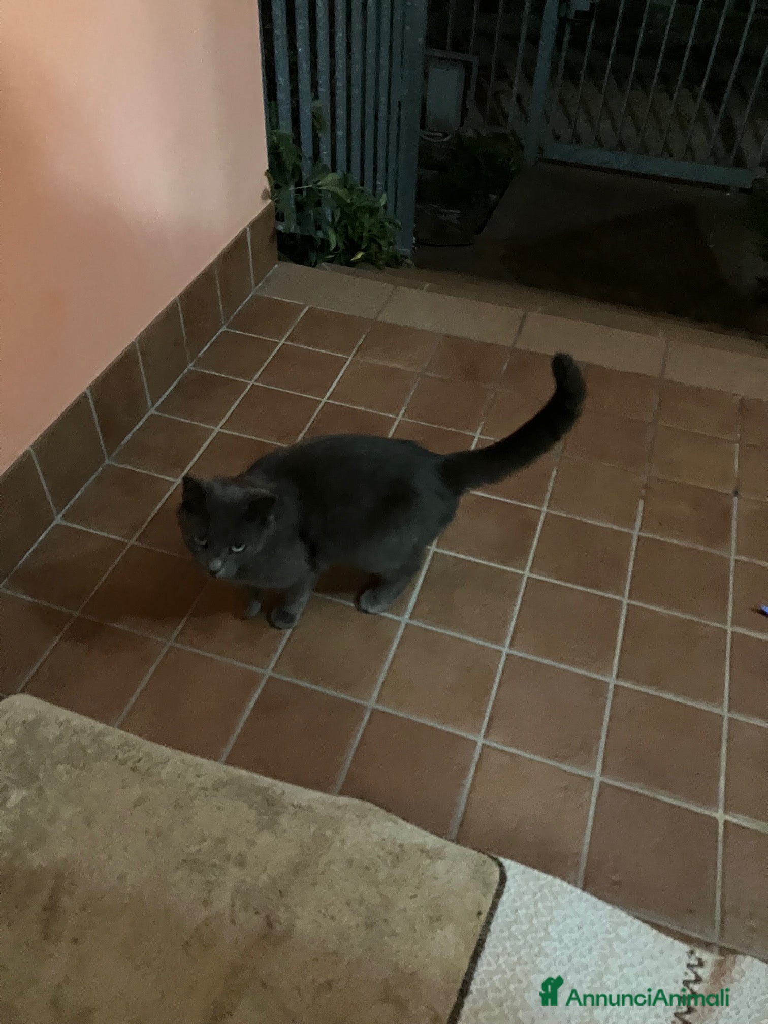 Certosino gatti Bella gattina certosina cerca casa o proprietario - Annuncio 5