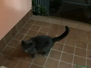 Certosino gatti Bella gattina certosina cerca casa o proprietario - Annuncio 5
