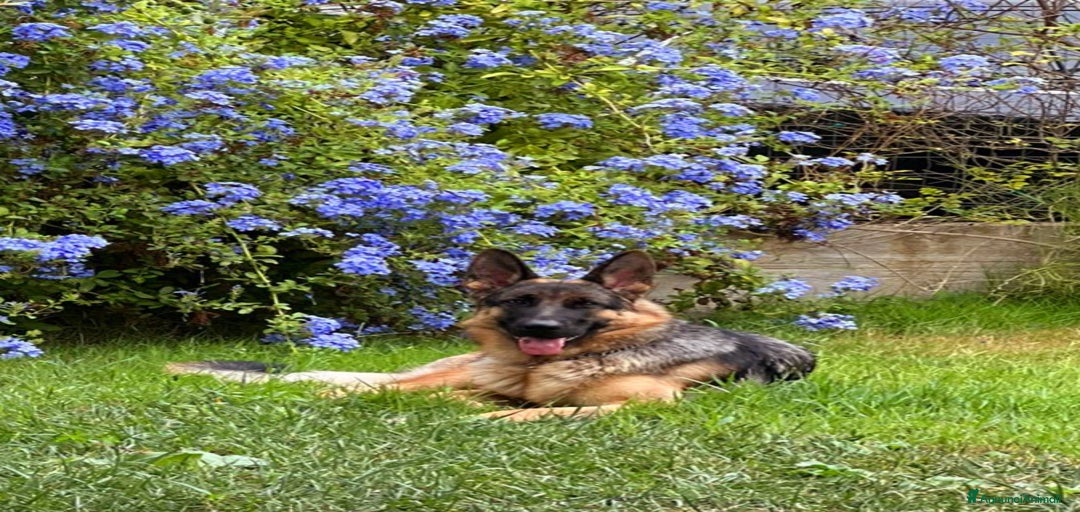 Immagine della galleria {{count}}