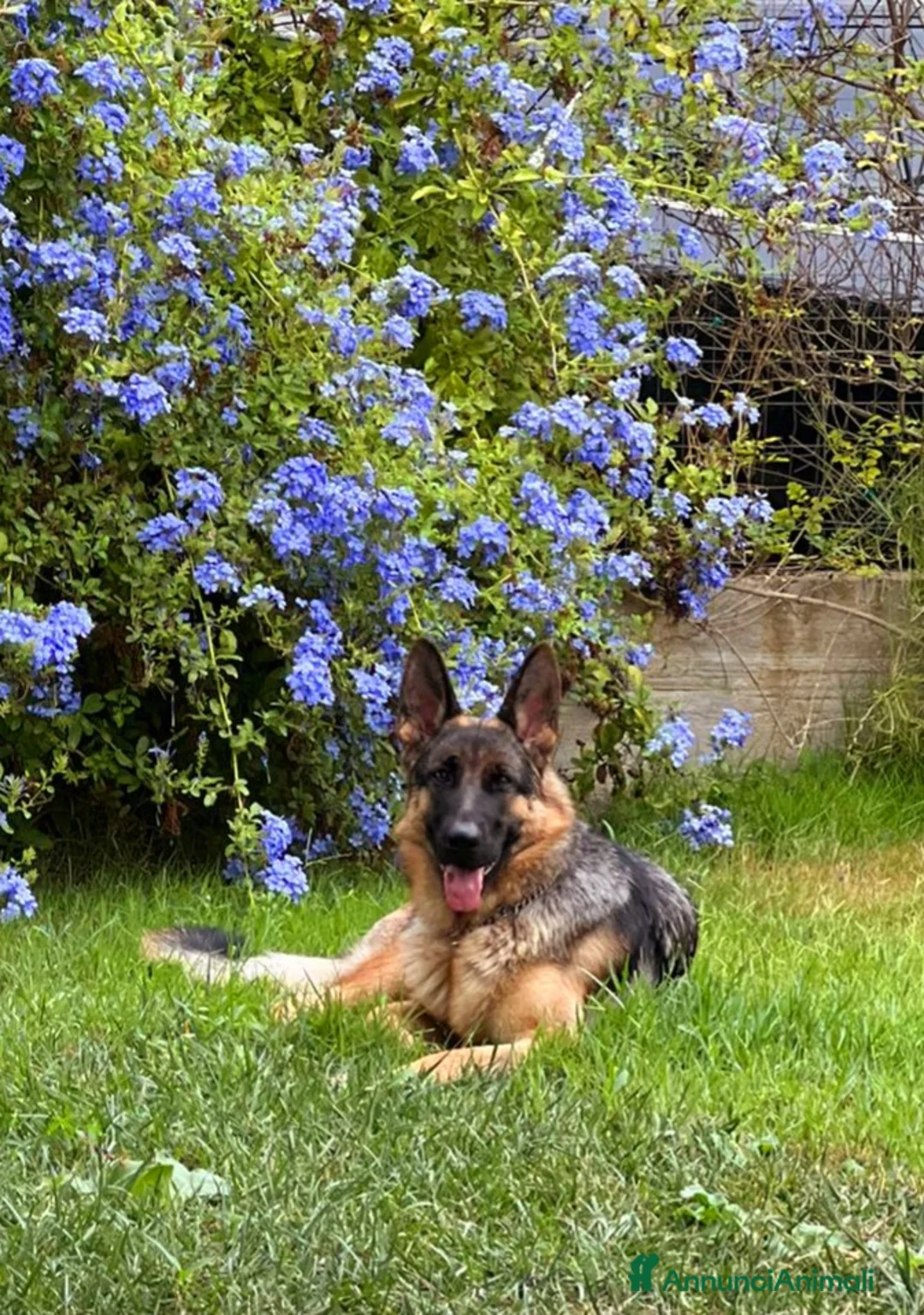 Immagine della galleria {{count}}