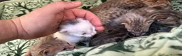 Meticcio gatti in vendita: Gattini Millefiori mix Bengal  - Annuncio 25