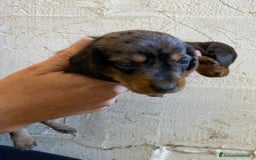 Bassotto cani in vendita: Cucciolo bassotto nano tedesco - Immagine 8