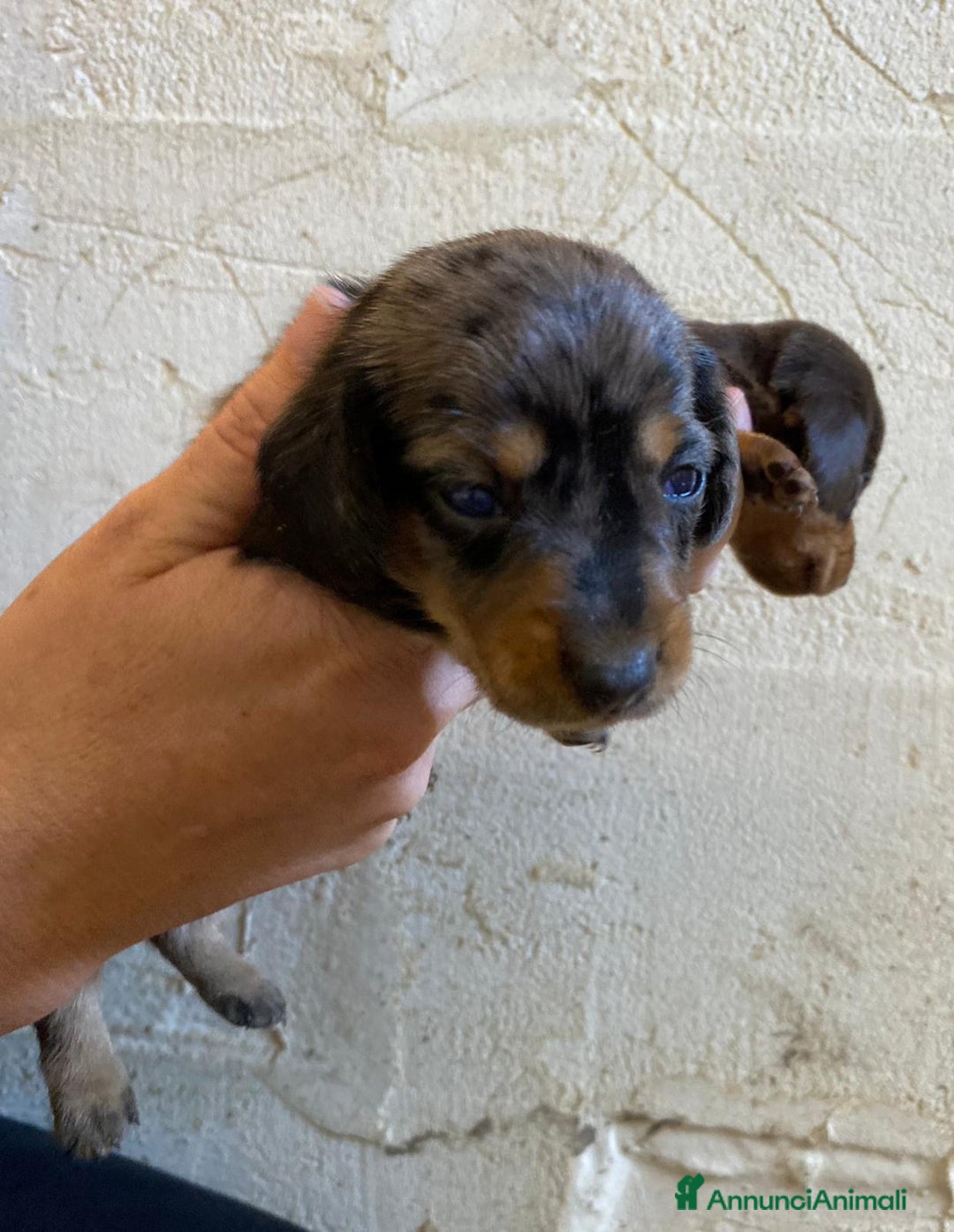 Bassotto cani in vendita: Cucciolo bassotto nano tedesco - Immagine 8