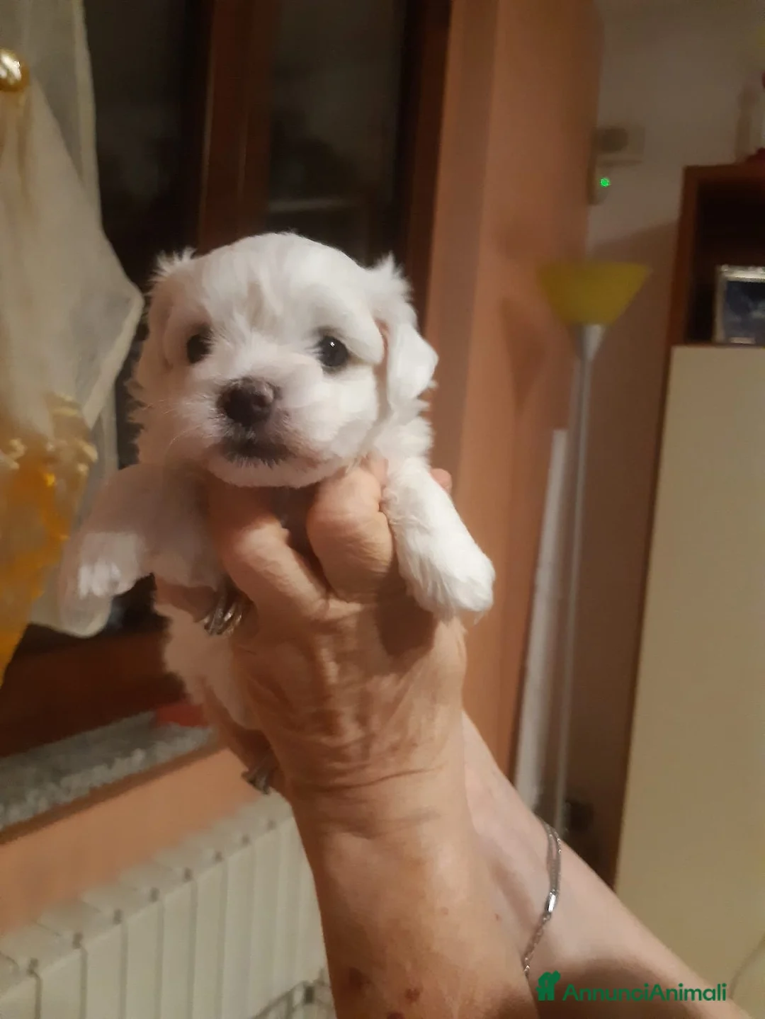 Maltese cani in vendita: Maltesina toy a Provincia di Bergamo - Annuncio 2