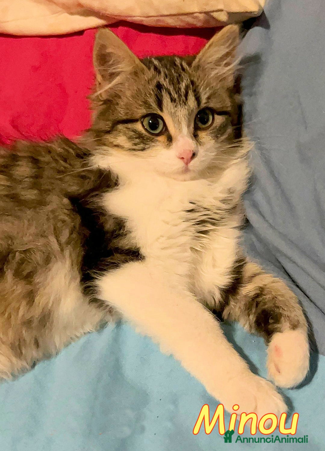 Europeo gatti in regalo: COOKIE E MINOU - Annuncio 4