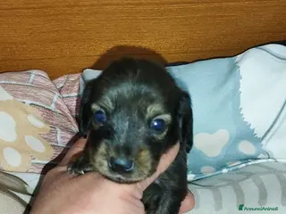 Bassotto cani Bassotti tedeschi - Annuncio 5