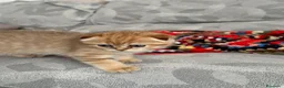 Scottish gatti in vendita: Gattini Scottish Golden  - Annuncio 7
