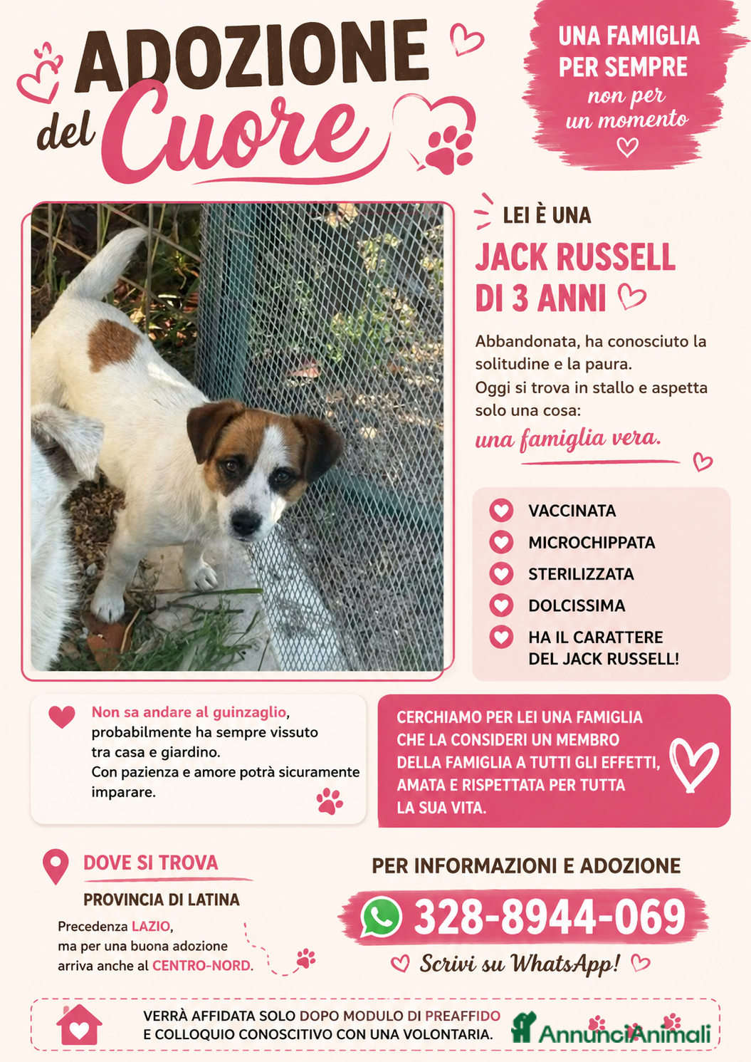 Jack Russell cani Cagnolina jack russel  - Annuncio 1