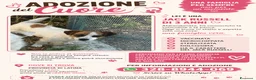 Jack Russell cani in regalo: Cagnolina jack russel  - Annuncio 1