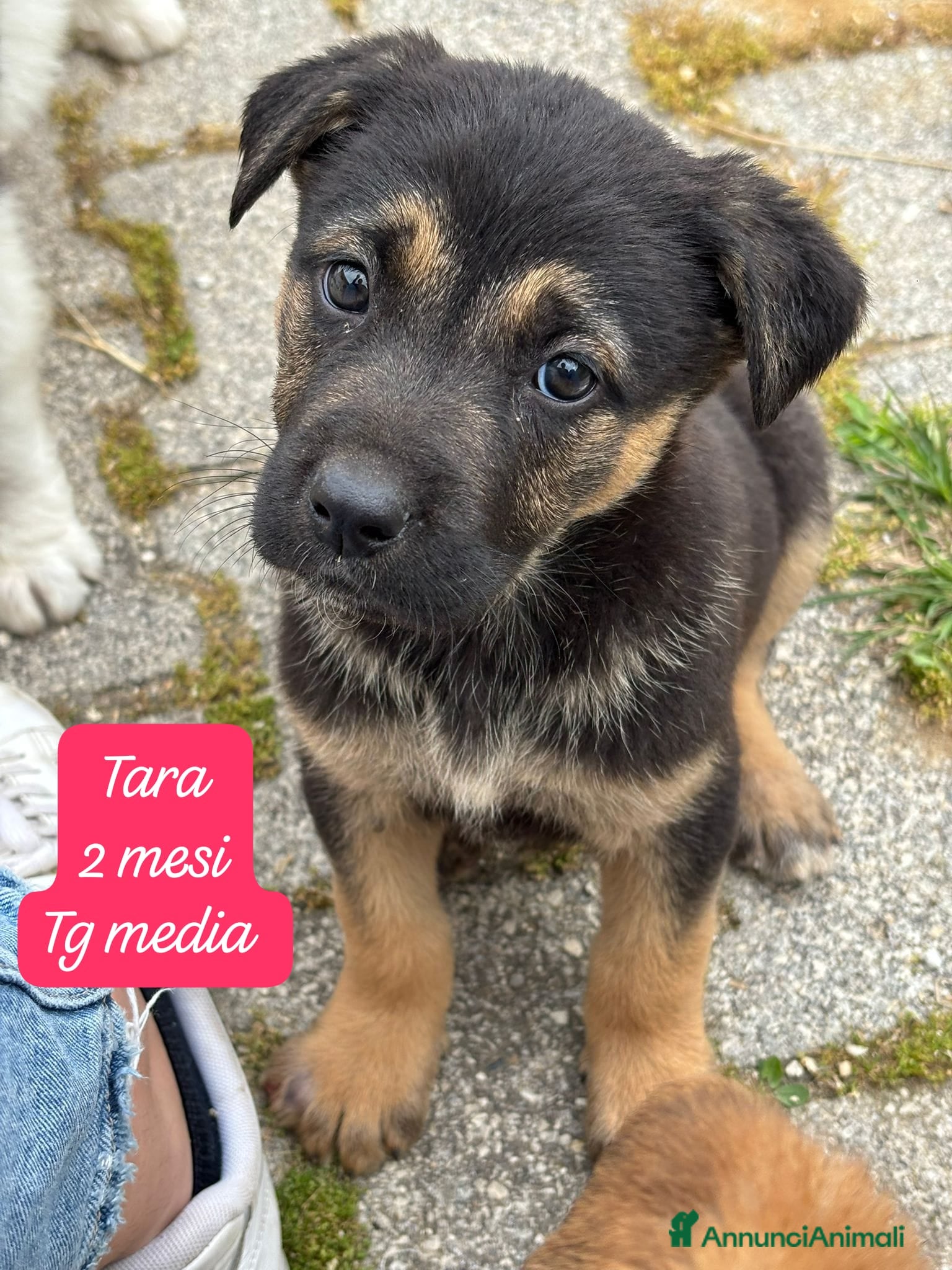 Meticcio cani Cuccioli non hanno chiesto di nascere  - Annuncio 9