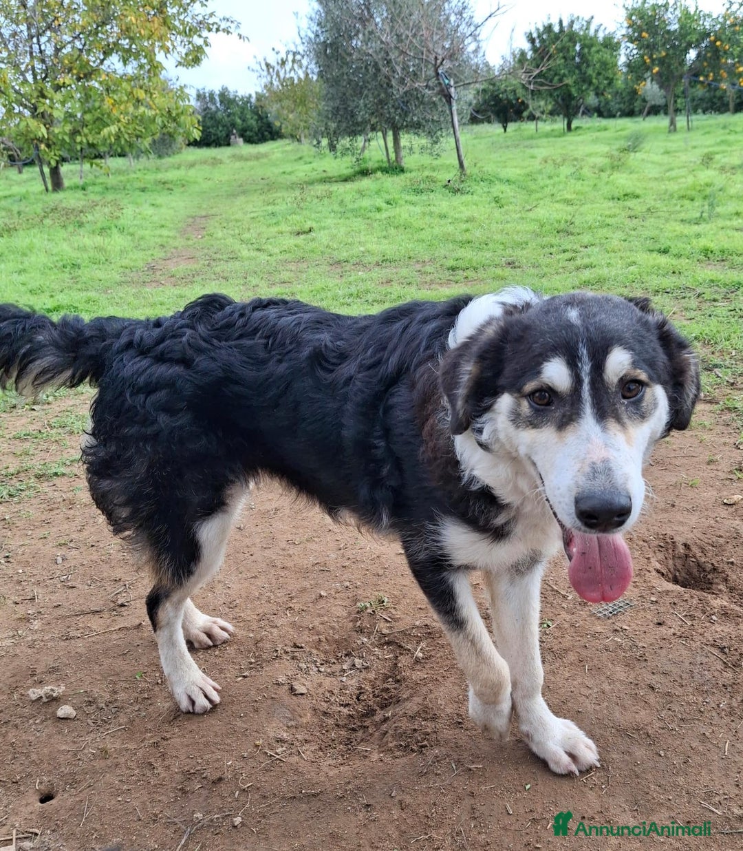 Meticcio cani in regalo: BRETZEL🩷-cucciola. Sta crescendo dietro le sbarre - Annuncio 4