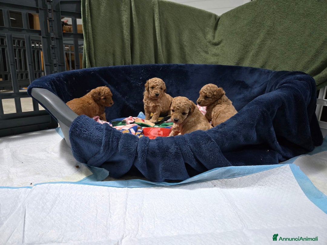 Barboncino cani in vendita: BARBONCINO NANO - Annuncio 5