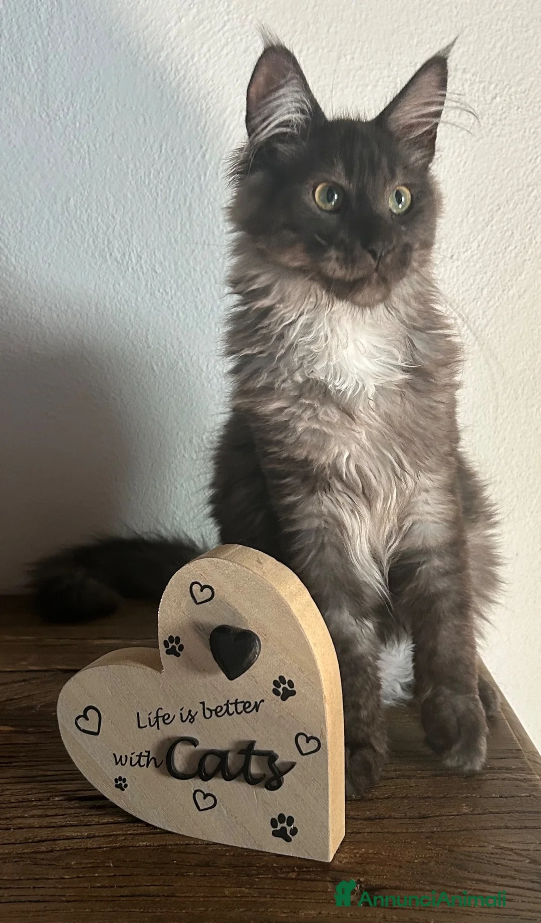Maine Coon gatti in vendita: Maine Coon  - Annuncio 7